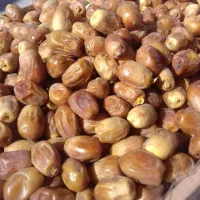 خرمای زاهدی لوکس روستای تنگ زرد بخش بوشکان