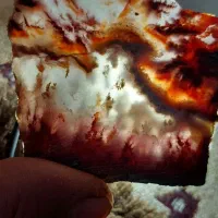 زمرد برزیلی و شبچراغ شجر