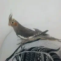 عروس هلندی ماده آماده جفت و تخمگذاری