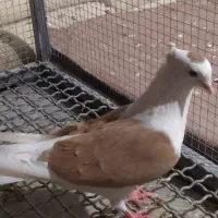 کفتر گرفتنی|پرنده|خوشاب, |دیوار