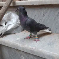 کبوتر رنگی درجه یک|پرنده|خرمشهر, |دیوار