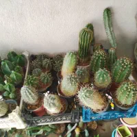 تعدادی کاکتوس میرتلو  اچینو  آستریاس و ...