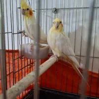 پول لازم هستم|پرنده|ایرانشهر, |دیوار