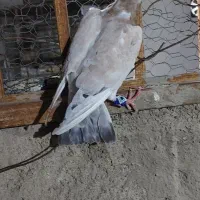 کوهی زرد سرور ماده