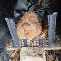 یه عدد مرغ برهما بوف لایت آس