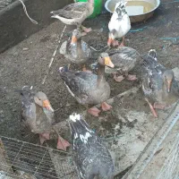 غاز