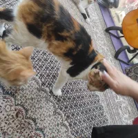 گربه|گربه|شیراز, فخرآباد (دروازه کازرون)|دیوار