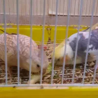 جفت عروس پاریس ۵ تخمه با قفس|پرنده|رامهرمز, |دیوار