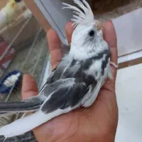 جوجه عروس هلندی دوکت و ابلغ آلبینو|پرنده|کرج, شهرک بنفشه|دیوار