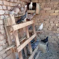 جوجه کبوتر پرشی.