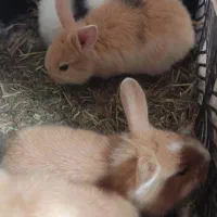 بچه خرگوش لوپ جرسی