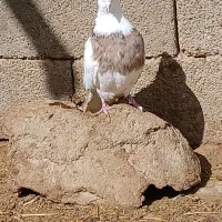 طوقی زرد پرتقالی خالسیاه کاکلی