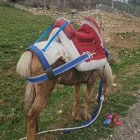 لوازم پالان اسب زین