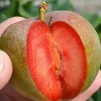 تولید و عرضه نهال آلو خاکی خونی پربار|خدمات باغبانی و درختکاری|قائن, |دیوار