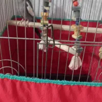 عروس هلندی نر سالم