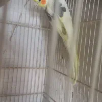 جفتعروسهلندیکاردادهششتخم|پرنده|بردسکن, |دیوار