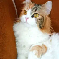 گربه نژاد پرشین بریتیش ماده گمشده