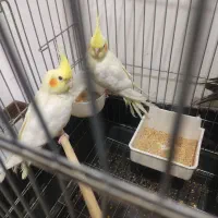 عروس هلندی لوتینو