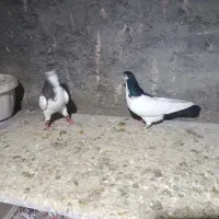 کفتر جفت گاه|پرنده|چناران, |دیوار