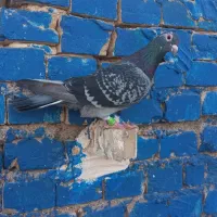 کبوتر پرنده ماده پلاکی درجه یک|پرنده|کارون, |دیوار