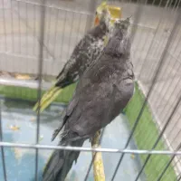 عروس هلندی|پرنده|بمپور, |دیوار