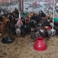 جوجه خروس گلین|حیوانات مزرعه|مرودشت, فاز دوم شهرک فرهنگیان|دیوار
