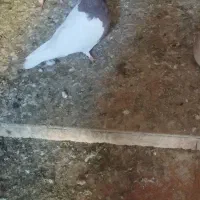 ماده طوقی|اسباب و اثاث بچه|زرند, |دیوار