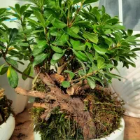 بی سای ، بن سای|گل و گیاه طبیعی|مشکین‌دشت, |دیوار