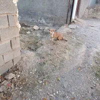 توله سگ ولش کورگی|سگ|باخزر, |دیوار