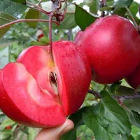 انواع نهال آلو|خدمات باغبانی و درختکاری|شاهرود, |دیوار