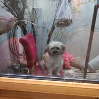 زوج سرایدار