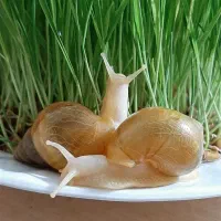 حلزون آلبینو بالغ|خزنده|تهران, سبلان (لشگر)|دیوار