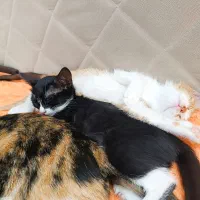 واگذاری بچه گربه دو ماهه خونگی|گربه|چاف و چمخاله, |دیوار