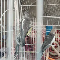 عروس هلندی ایزابل