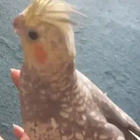 عروس هلندی ماده