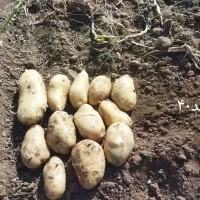 سیب زمینی بذری|حراج|درگزین, |دیوار