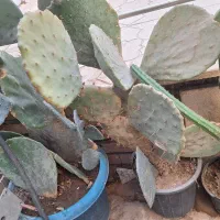 گلدان لاکی کار کرده تمیز|گل و گیاه طبیعی|نیشابور, مدرس|دیوار