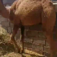 دوتا گوساله دوتا شتر|حیوانات مزرعه|یزد, |دیوار