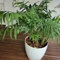 یازده عدد انواع گلهای آپارتمانی|گل و گیاه طبیعی|مشهد, شهرآرا|دیوار