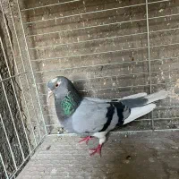 پرنده