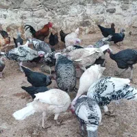 فروش بوقلمون محلی نر و ماده|حیوانات مزرعه|اندیمشک, |دیوار