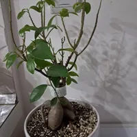 گیاه بونسای