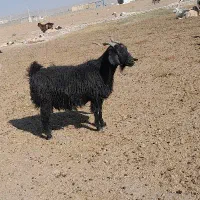 بز فروشی آبستن دوقلو زا