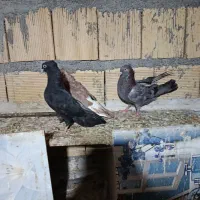 زاغ سیاه ابادانی شادگان|پرنده|شادگان, |دیوار