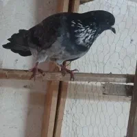 باسلام یه نر قاره یا سوسکی سبزغریب خوب