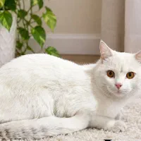 واگذاری گربه