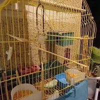 یک جفت مرغ عشق به همراه دو قفس و متعلقات