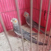 عروس هلندی
