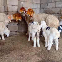 میش زاییده|حیوانات مزرعه|شوشتر, |دیوار