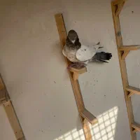 کبوتر|پرنده|مشهد, کوشش|دیوار
